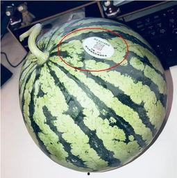 跪着吃瓜网红,网红新姿势引发网友热议